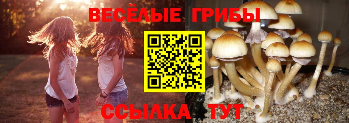 Псилоцибиновые грибы Psilocybine cubensis Котовск
